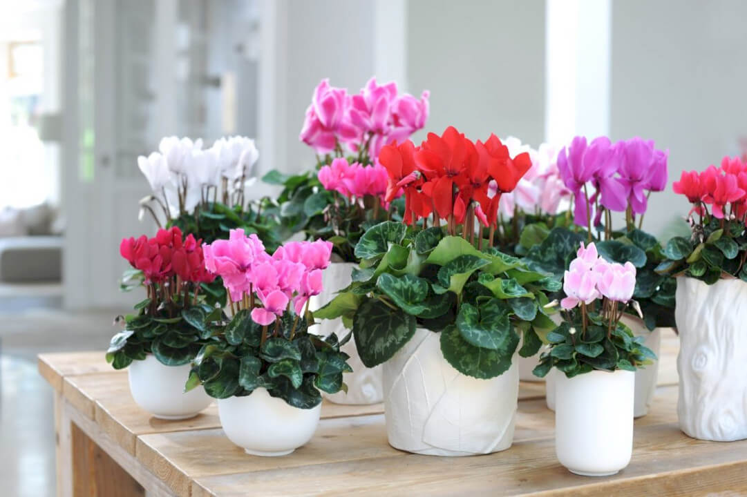 Balkon uchun eng yaxshi 10 o'simlik